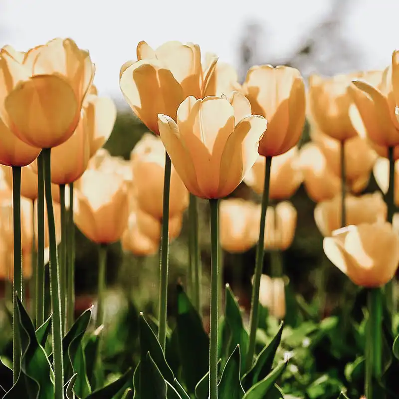 A Fresh Season for You and Your Home