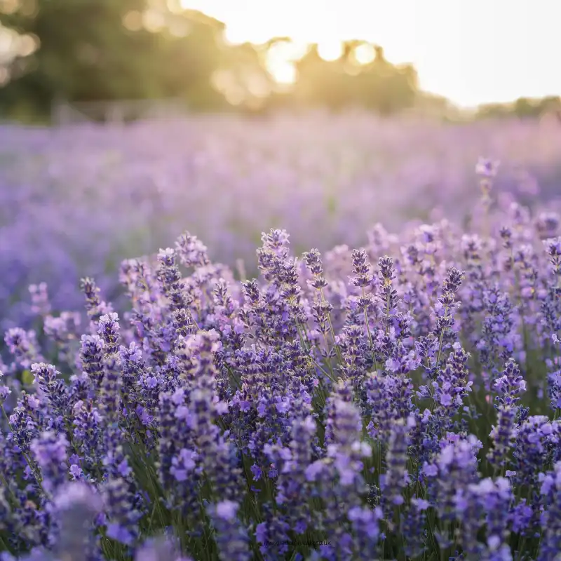 The aromatherapists notebook 